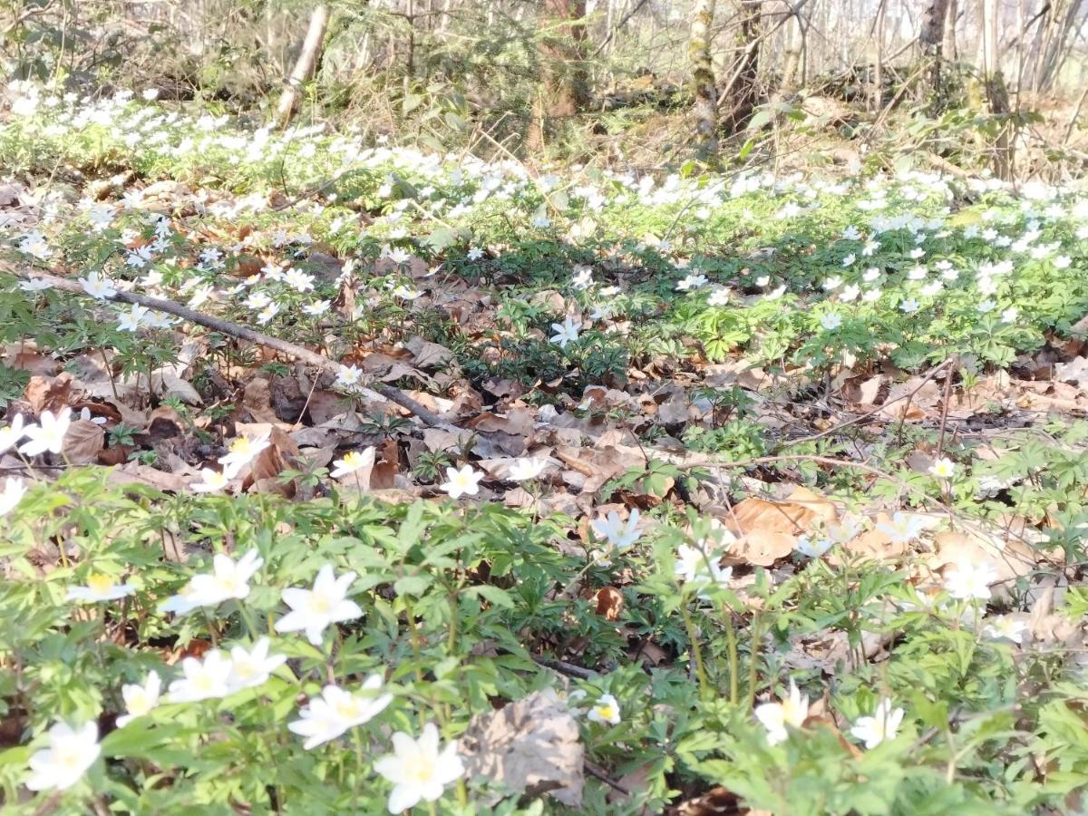 Les Hortensias La Souris Des Champs Étival-Clairefontaine 外观 照片