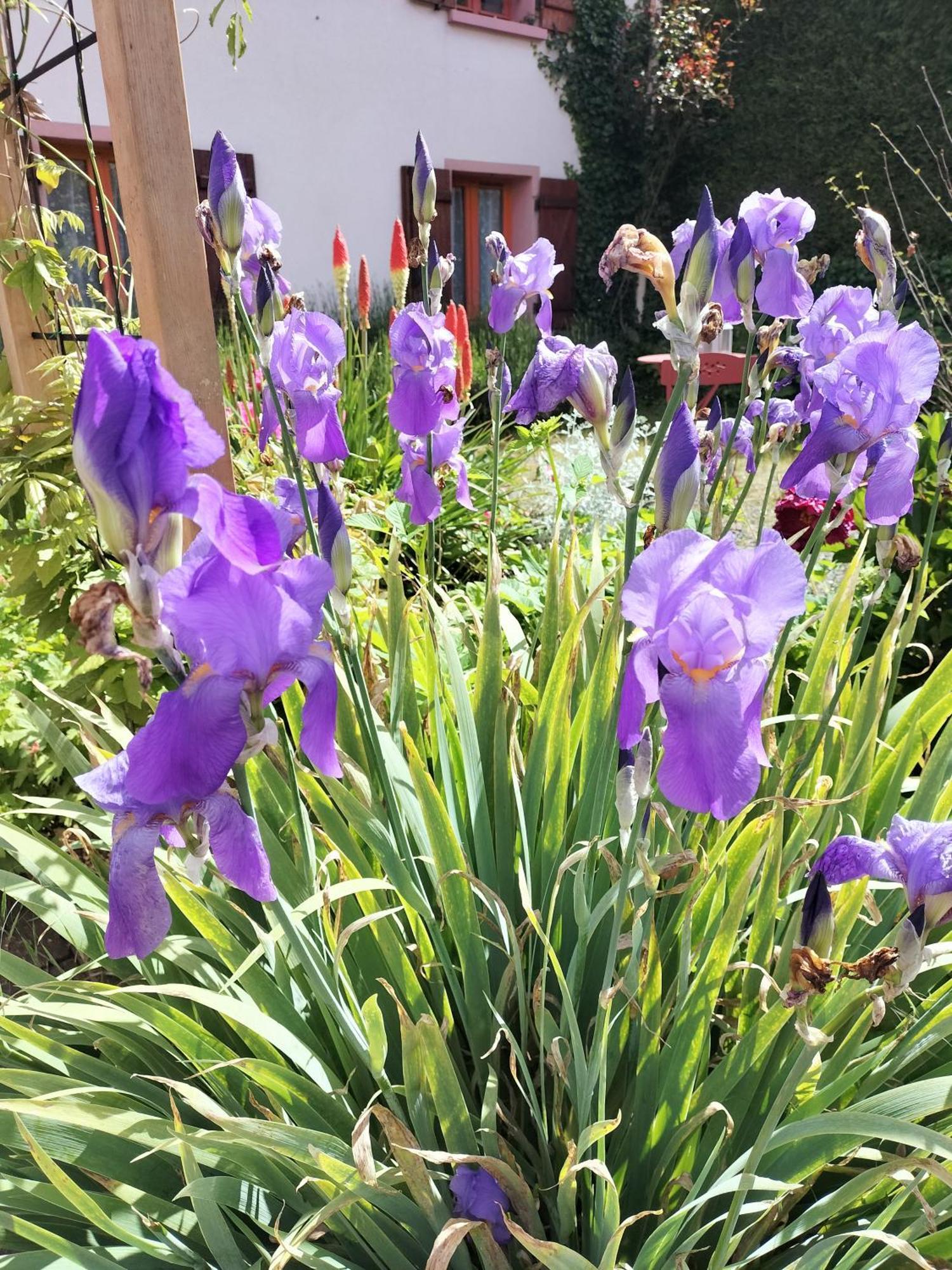 Les Hortensias La Souris Des Champs Étival-Clairefontaine 外观 照片